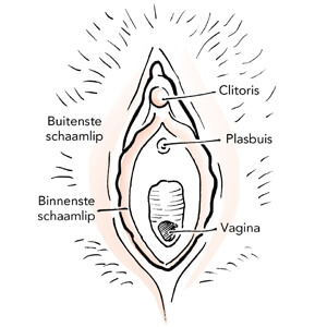 Tekening van de vulva