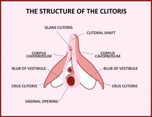 De hele clitoris